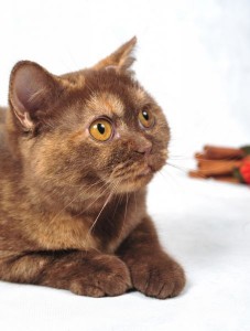 Шоколадно-красный черепаховый окрас  британских кошек        